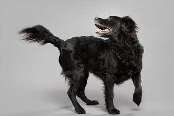 adorable black and white old retriever type mixed breed dog spinning portrait in the studio on a...