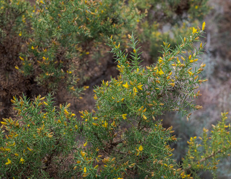 Ulex parviflorus. It is a thorny shrub in the Fabaceae family, inhabits in the western Mediterranean: France, Spain and North Africa. Photo taken in the Natural Park of Cazorla, Segura y las Villas
