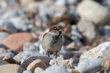 Male of House sparrow, Passer domesticus. Phot taken in the Tabarca Island, municipality of Alicante, Spain
