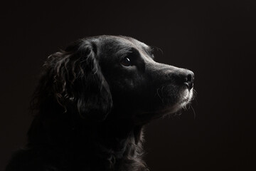 adorable black and white old retriever type mixed breed dog head profile portrait in the studio against a dark background - obrazy, fototapety, plakaty