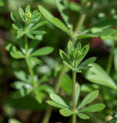 Cleavers, Galium aparine. It is an annual plant of the family Rubiaceae. Photo taken in Ciudad Real province, Spain