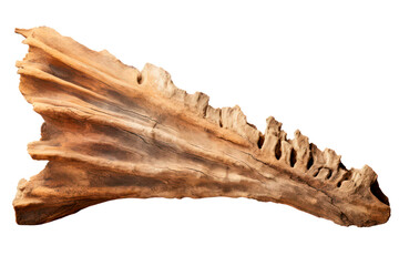 archaeological jaw bone isolated on transparent background, png file