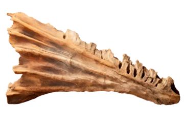 Poster archaeological jaw bone isolated on transparent background, png file © Olha Vietrova