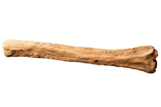archaeological bone isolated on transparent background, png file