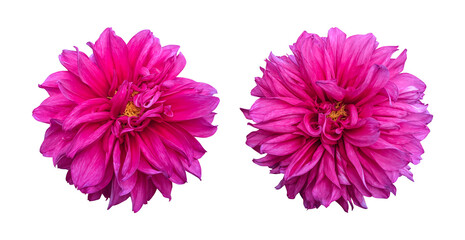 Pink dahlia flowers isolated on transparent background