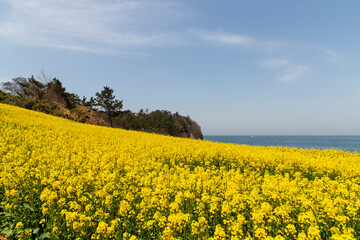 Fototapeta premium Field of yellow canola flowers at the seaside