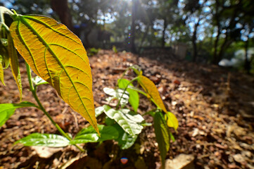 A backlit leaf by sunlight in Phansad Wildlife Santuary.