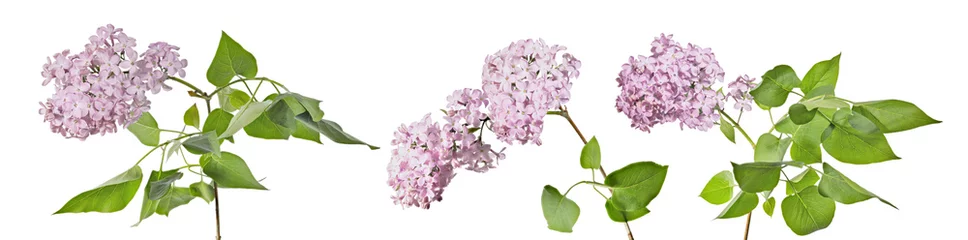 Badezimmer Foto Rückwand light pink lilac three branches with lush green leaves and flowers © Alexander Potapov