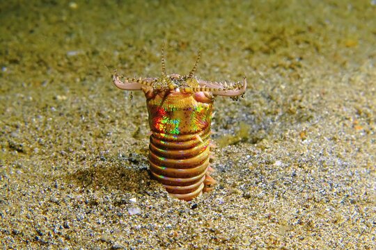 Underwater worm Eunice aphroditois on the seabed. Bobbit worm in the sand. Scuba diving in the night sea with marine life.