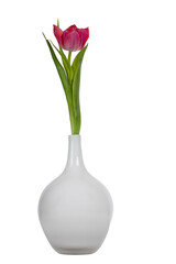 Single pink  tulip in glass vase, isolated on white background..