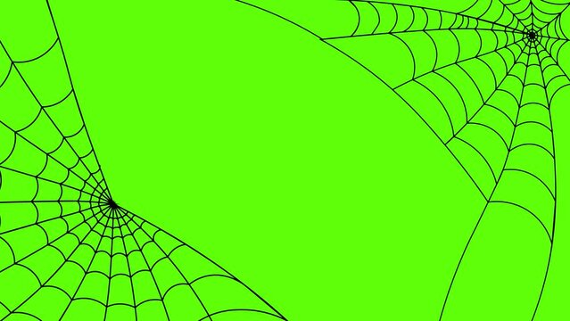 Continuous line of spider web animation isolated on Green  Background. Corner Spider Cobweb Formation 