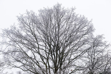 Baumkrone eines unbelaubten und mit Schnee und Eis behangenen Laubbaumes im Winter vor weißem Himmelshintergrund