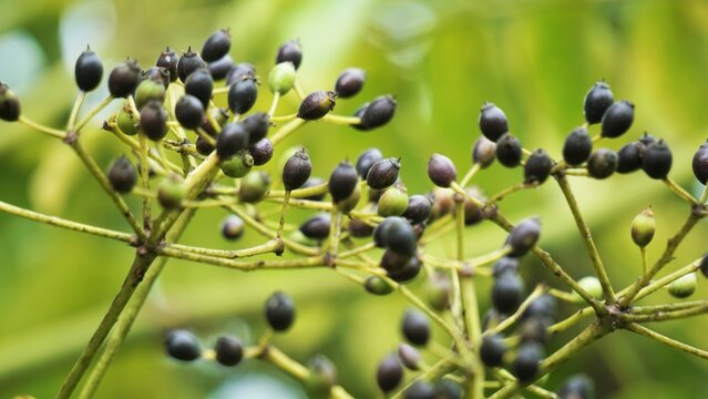Phellodendron amurense (Amur cork tree). It has been used as a Chinese traditional medicine for the treatment of meningitis, bacillary dysentery, pneumonia, tuberculosis, tumours, jaundice
