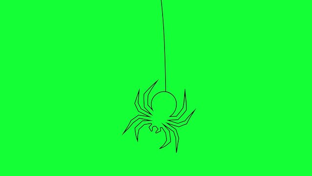 Spider Descending from top Animation on green screen. Spooky Movement of the spider insect hanging in line. Outline motion design 