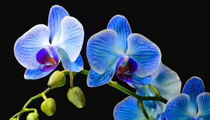 orchid blue flower