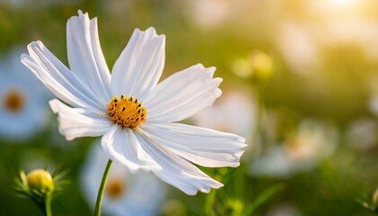 closed up macro beautiful white cosmos flowers under sunlight in the garden with copy space blurred background natural concept