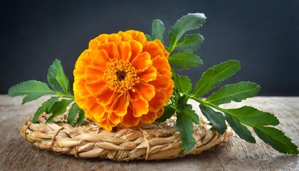 africa marigold flower