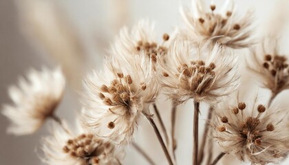 beige fluffy dried tiny flowers branches with brown seeds beautiful neutral floral vertical wallpaper on blur light background macro