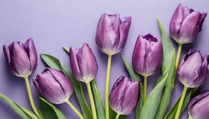 purple tulips on a pastel purple background