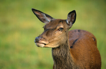 Cerf elaphe, biche, Cervus elaphus,
