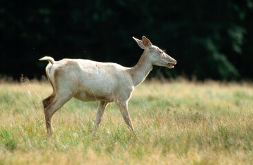 Obraz premium Cerf elaphe, biche blanche, Cervus elaphus,