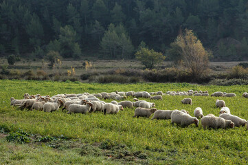 Mouton; race Mourerous, agneau, Alpes du sud