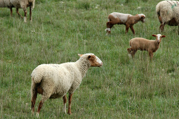 Mouton; race Mourerous, agneau, Alpes du sud