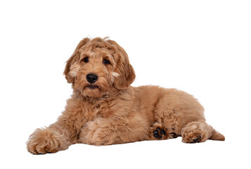 Cute 4 months young Labradoodle pup, laying down side ways. Looking beside camera with closed mouth. Isolated cutout on transparent background. © Nynke