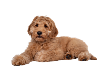 Cute 4 months young Labradoodle pup, laying down side ways. Looking beside camera with closed mouth. Isolated cutout on transparent background.