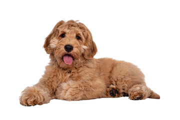Cute 4 months young Labradoodle pup, laying down side ways. Looking at camera with open mouth and tongue out. Isolated cutout on transparent background.