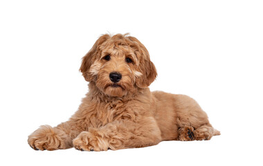 Cute 4 months young Labradoodle pup, laying down side ways. Looking at camera with closed mouth....