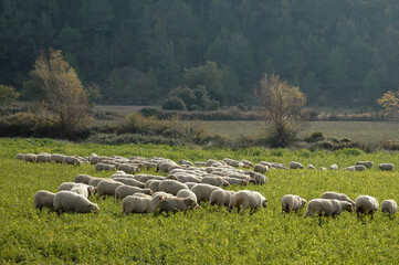 Obraz premium Mouton; race Mourerous, agneau, Alpes du sud