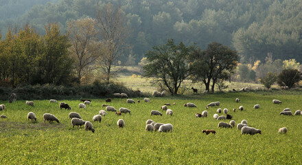 Mouton; race Mourerous, agneau, Alpes du sud