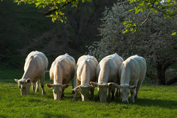 Vache, race charolaise, Parc naturel régional du Morvan, 58,  Nièvre, France - obrazy, fototapety, plakaty