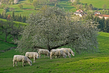 Vache, race charolaise, Merisier, Prunus avium, Parc naturel régional du Morvan, 58,  Nièvre, France