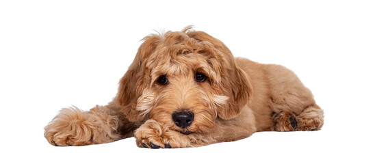 Cute 4 months young Labradoodle pup, laying down side ways. Haed on paws looking very sad beside...
