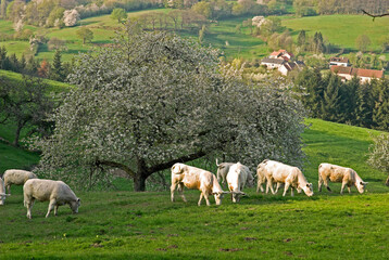 Obraz premium Vache, race charolaise, Merisier, Prunus avium, Parc naturel régional du Morvan, 58, Nièvre, France