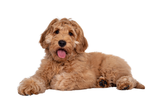 Cute 4 months young Labradoodle pup, laying down side ways. Looking at camera with open mouth and tongue out. Isolated cutout on transparent background.