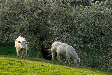 Obraz na płótnie Canvas Vache, race charolaise, Parc naturel régional du Morvan, 58, Nièvre, France