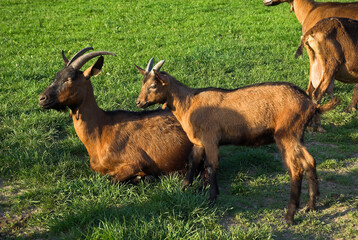 Chèvre, race Alpine chamoisée, Capra hircus hircus
