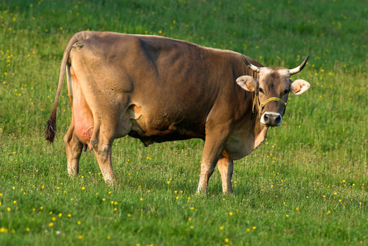 vache, race brune