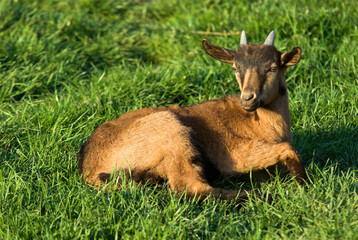 Chèvre, race Alpine chamoisée, Capra hircus hircus