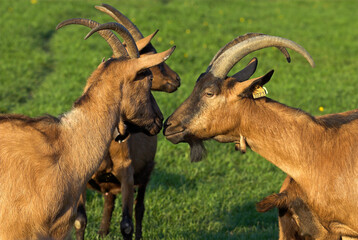 Chèvre, race Alpine chamoisée, Capra hircus hircus
