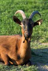 Chèvre, race Alpine chamoisée, Capra hircus hircus