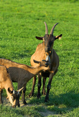 Ch&egrave;vre, race Alpine chamois&eacute;e, Capra hircus hircus