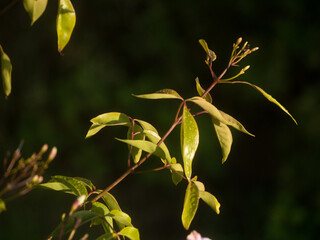 Green leaves of plant isolated against dark background