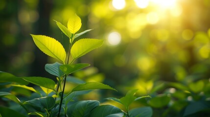 Close-up of green leaves with blurred background - obrazy, fototapety, plakaty
