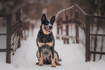 Blue Heeler - Australian Cattle Dog running happily through the snowy park