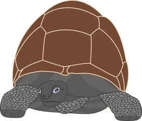 Illustration one large turtle on a white background. Animal turtle on white background
