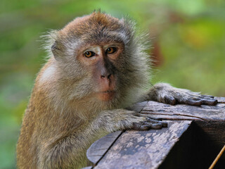 Portrait of a young Long-tailed Macaque, Macaca fascicularis, Sumatra, Indonesia